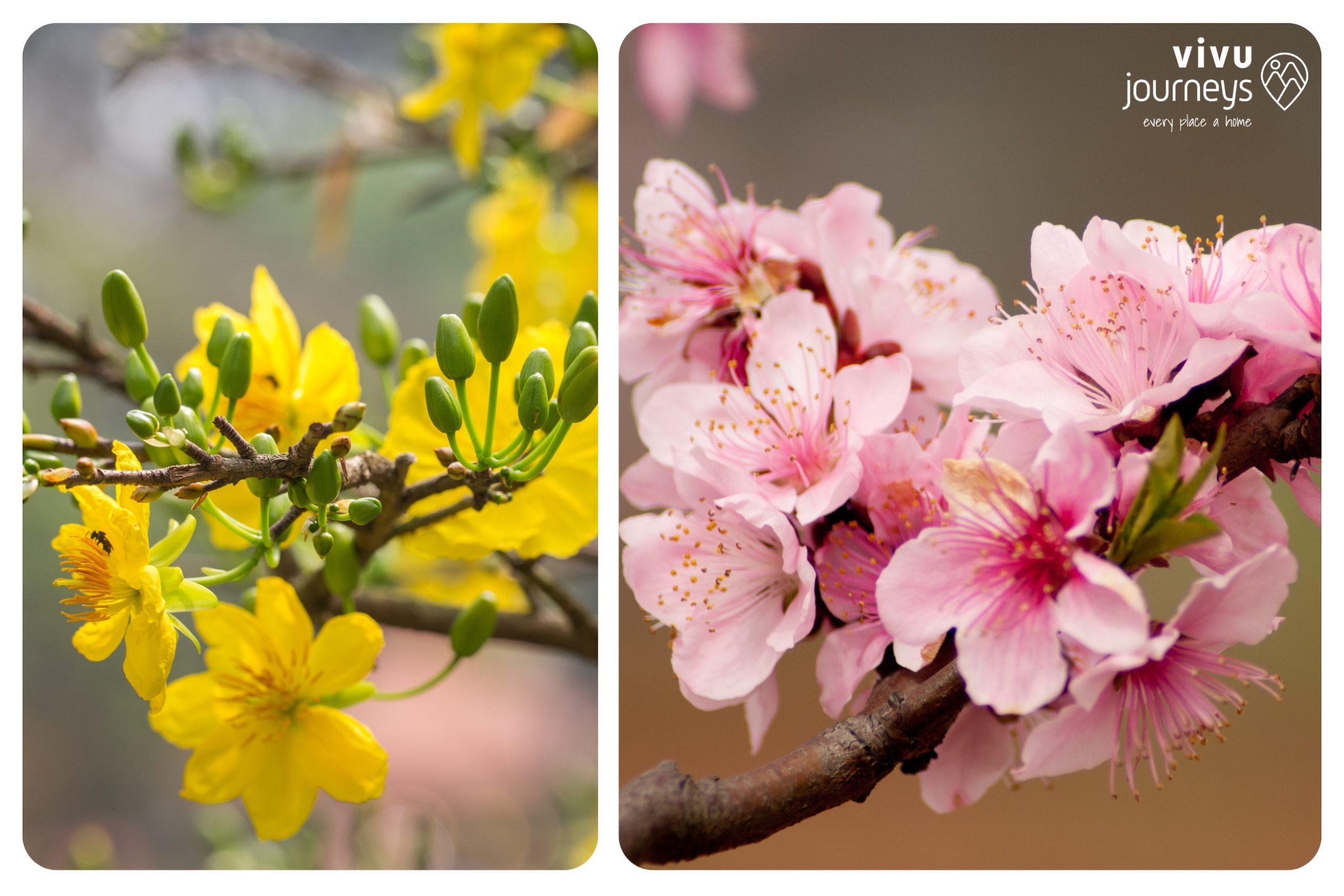 peach and apricot tet vietnam