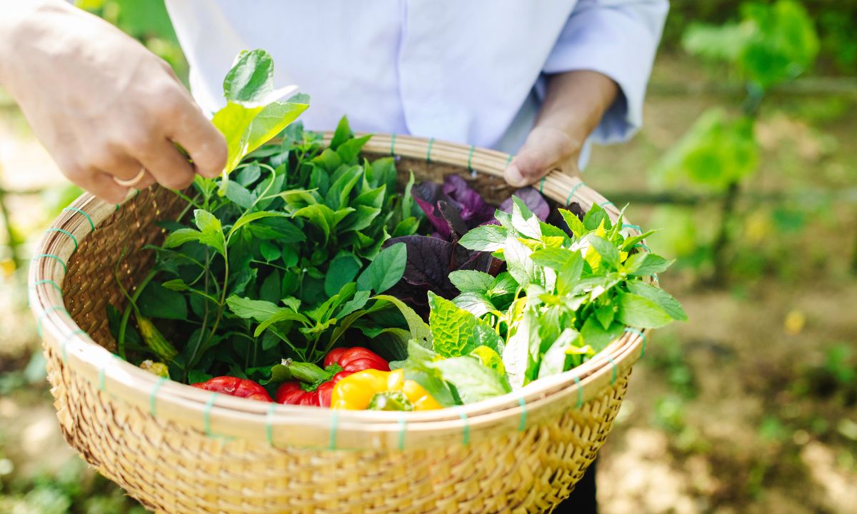 cooking class in hoi an